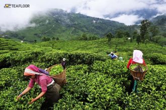 nepal-tea-gardens