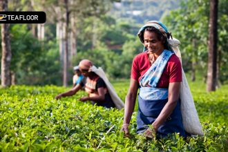 Benefits of Assam Tea