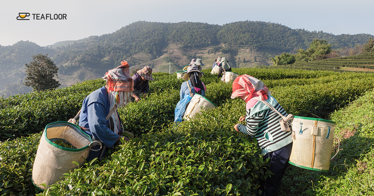 Tea gardens in Assam