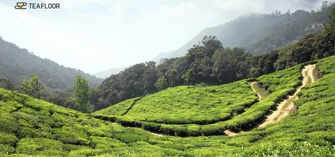 assam-tea-gardens-all-about-tea-gardens-in-assam