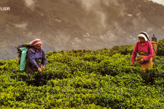 perfect darjeeling tea taste