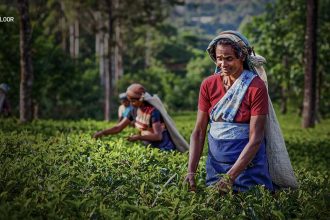 Darjeeling Tea Gardens