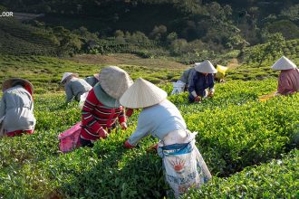 Facts About Assam Tea