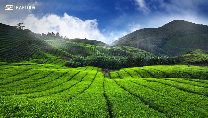 Munnar