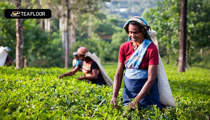 Benefits of Assam Tea