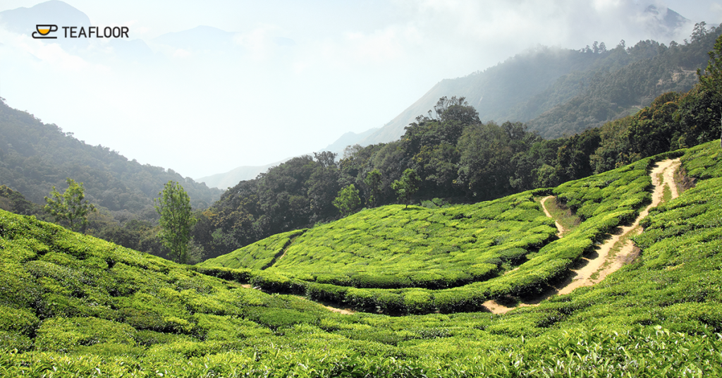 Benefits of Assam Tea