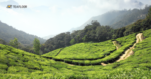 Benefits of Assam Tea