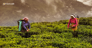 perfect darjeeling tea taste