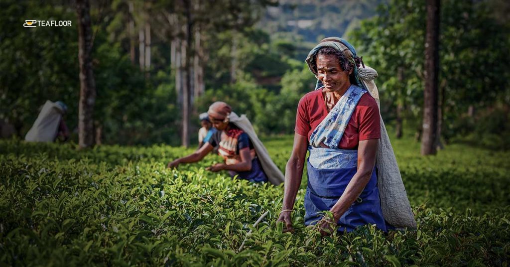 Darjeeling Tea Gardens