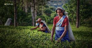 Darjeeling Tea Gardens
