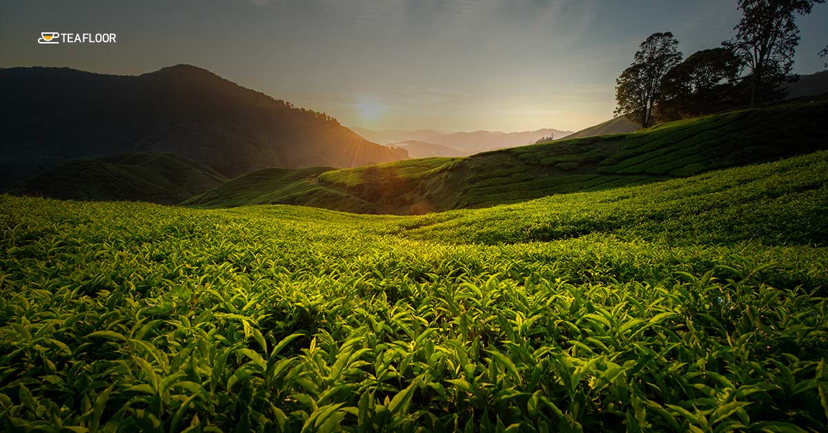 Darjeeling Tea Gardens