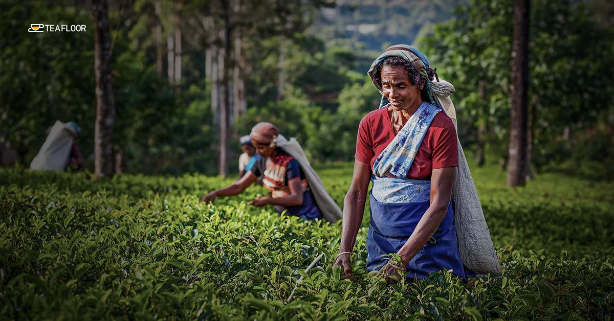 Darjeeling Tea Gardens