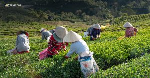 Facts About Assam Tea