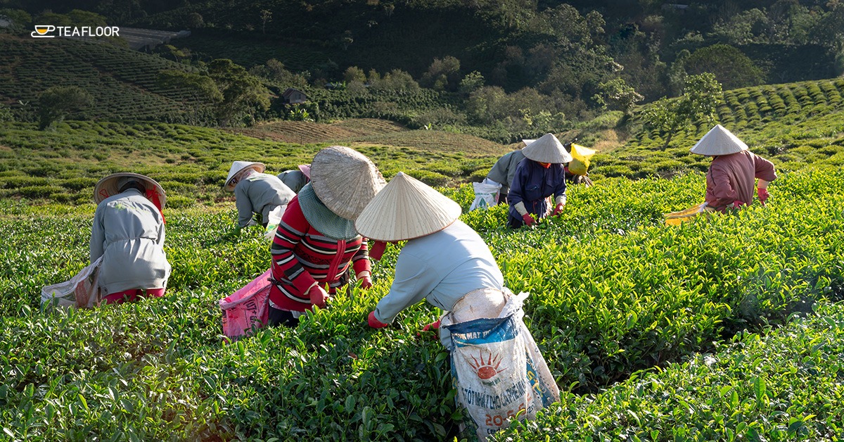 Facts About Assam Tea