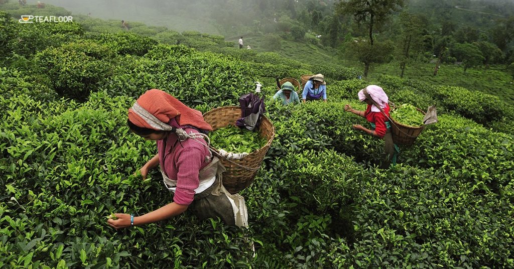 Recipe of Darjeeling Tea