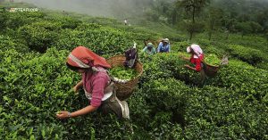 Recipe of Darjeeling Tea