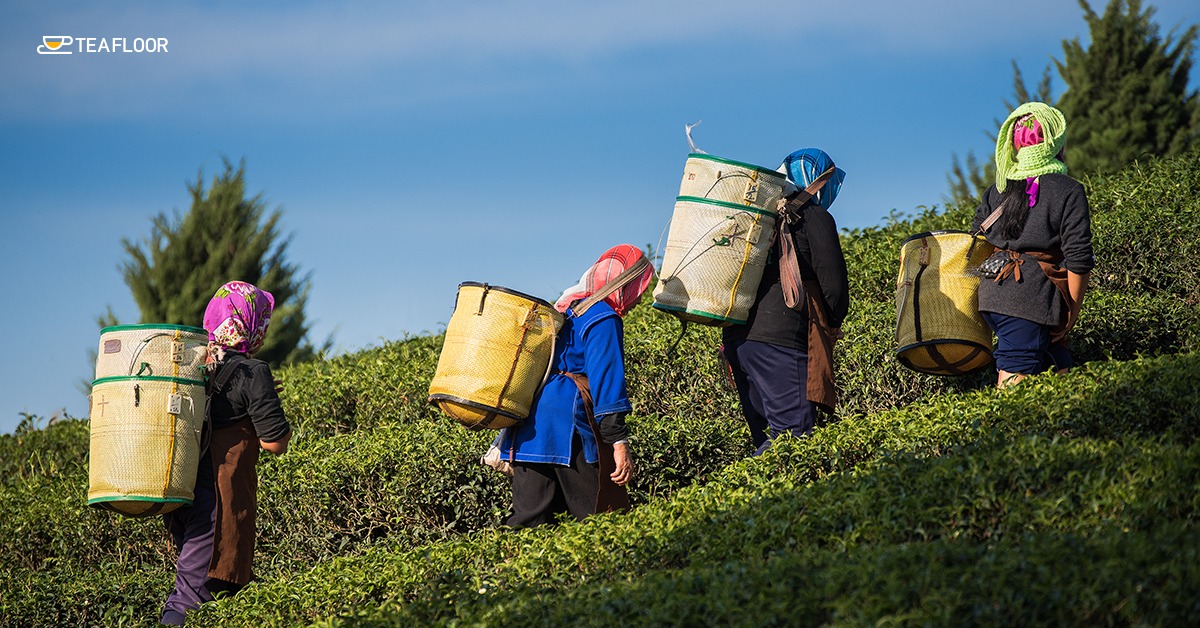Best-Strongest-Tea-in-India