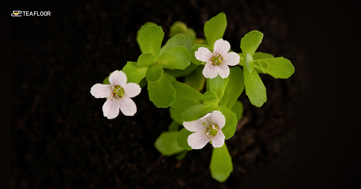 Brahmi Brahmi