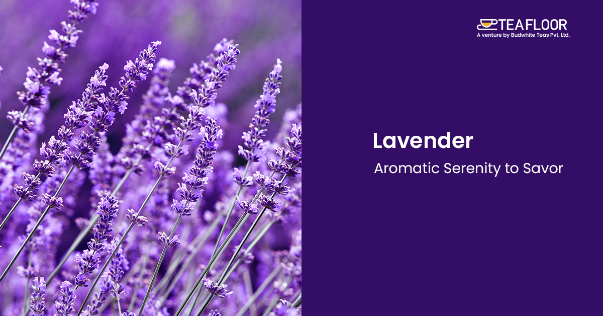 Lavender Lavender