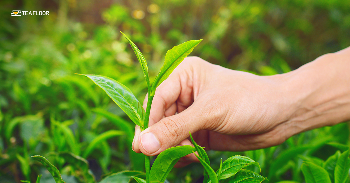 Sustainable Sourcing