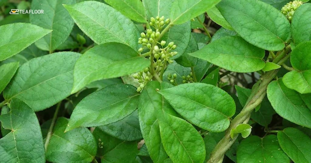 Green tea for diabetes patients