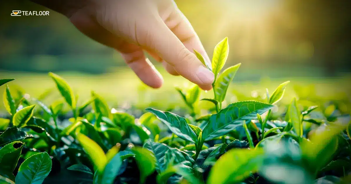 A close up of hand plucking fresh leaves for first flush vs second flush Darjeeling tea